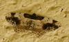 Ligdia adustata